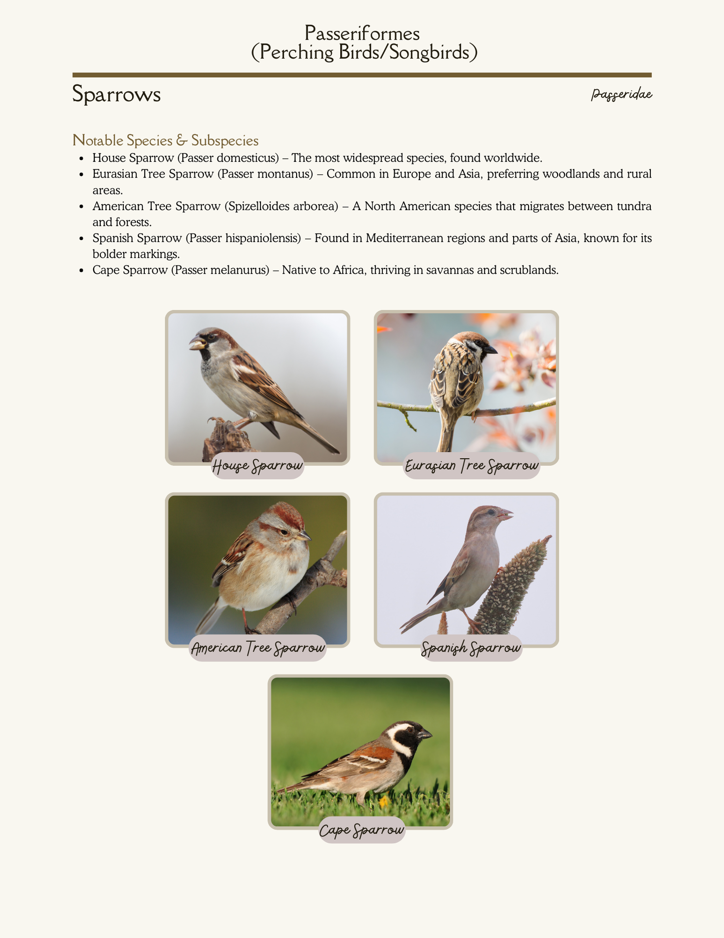World of Land Birds