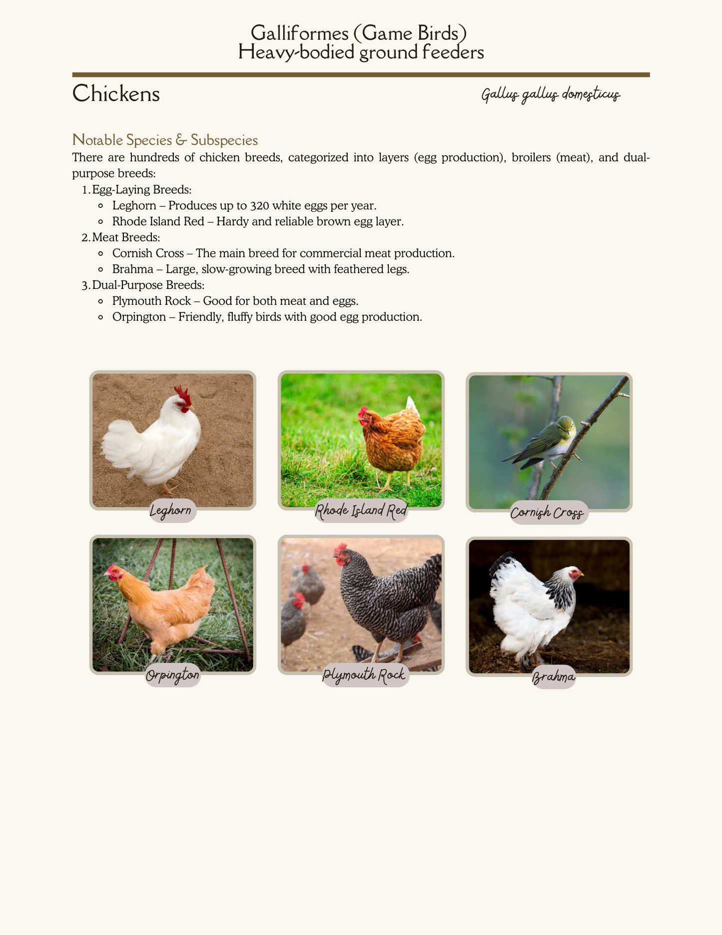 World of Land Birds